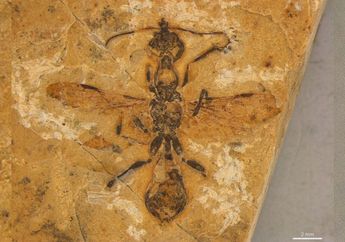 Penemuan Semut Tertua yang Hidup Berdampingan dengan Dinosaurus