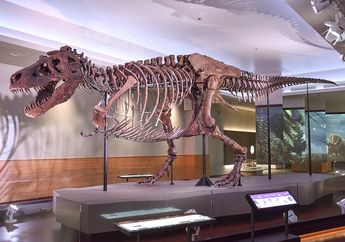 Mengapa Beberapa Dinosaurus Berumur Pendek Meski Berukuran Besar?
