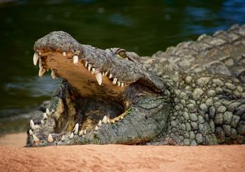 5 Arti Mimpi Digigit Buaya, Hati-hati Ada Acaman Mencekam dalam Waktu Dekat!