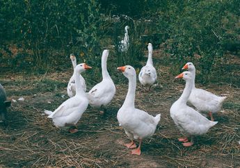 5 Arti Mimpi Dikejar Soang Jangan Disepelekan, Pertanda Adanya Rasa Cemas yang Wajib Kamu Hadapi!