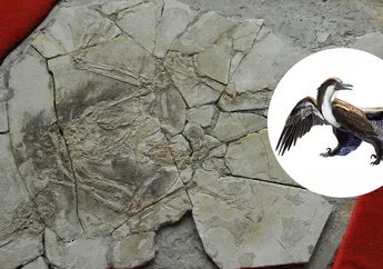Kebohongan Terbesar Fosil Dinosaurus dari Tiongkok yang Menipu Dunia