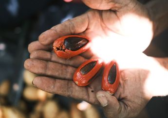 Pala Papua Dahulu Diabaikan, Kini Diburu Industri Parfum Dunia