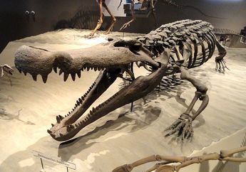 Ukuran Buaya Purba Deinosuchus Ternyata Lebih Besar dari Dinosaurus