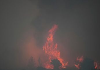 Kronologi Kebakaran Hutan Israel yang Terparah dalam Sejarah, 2.900 Hektar Lahan Terbakar