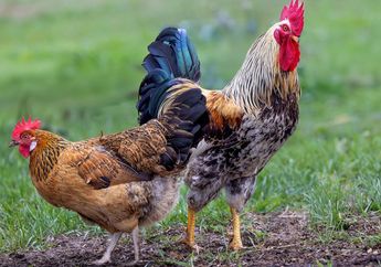 Jika Ayam Adalah Keturunan DInosaurus, Mengapa Tidak Berdarah Dingin?