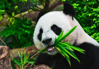 Apakah Panda Hanya Makan Bambu Seumur Hidupnya? Ini Kata Ilmuwan