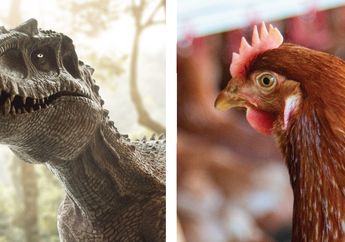 Apakah Ayam Keturunan Dinosaurus? Ini Jawaban Ilmiah Profesor Genetik