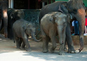 Ternyata Anak Gajah pun Punya Pengasuh, Apa Saja 'Tugasnya'?