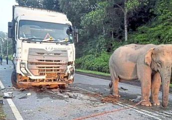 Kronologi Anak Gajah Mati Tertabrak Truk Bermuatan Ayam, Sang Induk Sempat Mengamuk