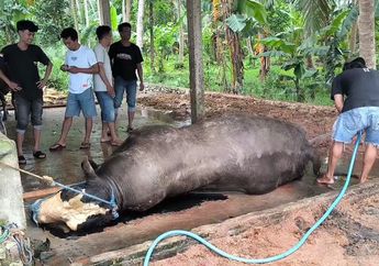 Kronologi Sapi Kurban Prabowo Mati Mendadak, Baru Dibeli Sehari Sebelumnya dengan Harga Rp 125 Juta