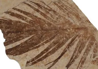 Studi Baru Ungkap Kesamaan Bulu Dinosaurus dengan Burung Modern