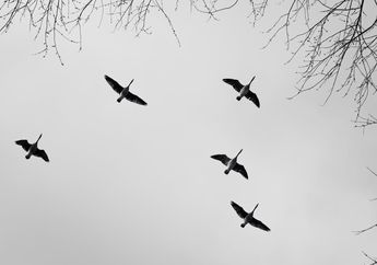Kenapa Burung Sering Terbang Berkelompok Membentuk Huruf V Besar?