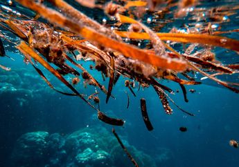 Karbon Biru: Penelitian Ini Tegaskan Potensi Besar Rumput Laut Sebagai Solusi Penyimpanan Karbon