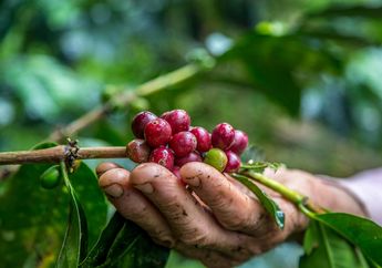 Mengapa ‘Sustainability’ Menjadi Kata Kunci Penting di Industri Kopi saat Ini?