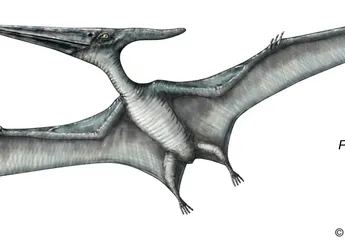 Pteranodon, Reptil Terbang Raksasa pada Era Dinosaurus yang Sering Disalahpahami