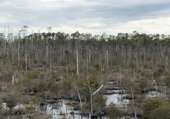 Perubahan Iklim, Hutan Hantu Meluas Seiring Naiknya Permukaan Laut