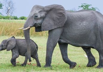 Dunia Hewan: Mengapa Gajah Memiliki Telinga yang Lebar dan Besar?