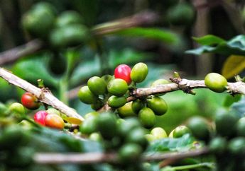 Kopi Gayo di Ambang Krisis Iklim, Bagaimana Petani Bisa Bertahan?