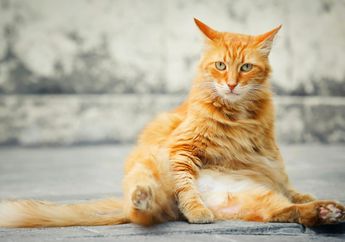 Misteri Kucing Oranye, Dari Mana Mereka Mendapatkan Warna Bulunya?