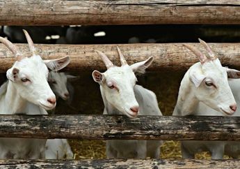 Bolehkah Melaksanakan Kurban saat Idul Adha Walau Belum Menunaikan Akikah? Simak Ulasannya