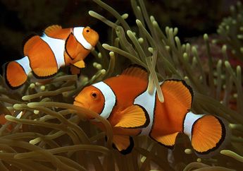 Bagaimana Ikan Badut Bertahan dalam Gempuran Gelombang Panas?