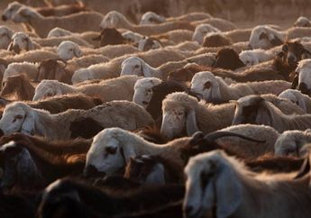 Kapan Idul Adha 2025? Ini Prediksi Resmi Pemerintah serta Jadwal Sidang Isbat