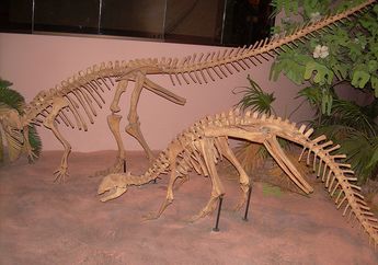 Perdebatan Fosil Kaki Dinosaurus yang Terkubur oleh Asteroid Chicxulub