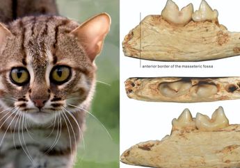 Dunia Hewan: Inilah Kucing Terkecil di Dunia, Seukuran Telapak Tangan
