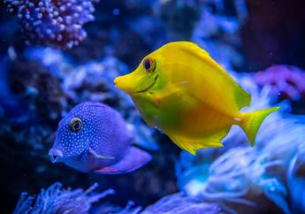 Apakah Ikan Tidur? Singkap Fakta yang Ditemukan Ilmuwan Sejauh Ini