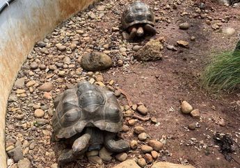 Turtle Day Diperingati Tiap 23 Mei, Apa Jadinya Kalau Tidak Ada Kura-Kura di Alam?