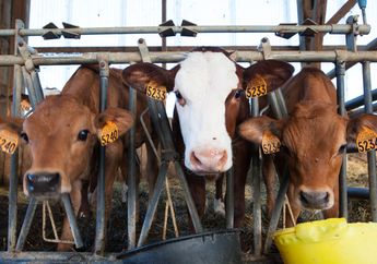 5 Arti Mimpi Menyembelih Hewan, Siap-siap Ada Pengorbanan yang Harus Dilakukan!