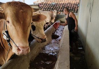 Apakah Orang yang Mampu Tapi Tak Berkurban Dosa? Berikut Penjelasan Hukumnya