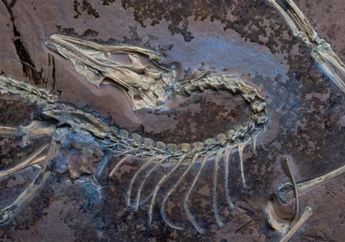 Penemuan Fosil Archaeopteryx Membuktikan Dinosaurus Bisa Terbang