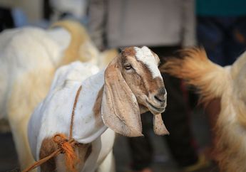 Bolehkah Patungan Kurban saat Idul Adha? Simak Dulu Syarat-Syaratnya Sesuai Syariat