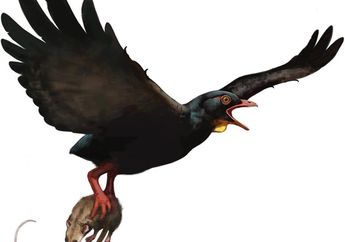 Inilah Burung Predator Mematikan yang Gemar Memburu Bayi Dinosaurus