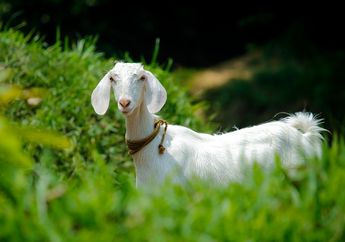 5 Arti Mimpi Nabrak Kambing, Pertanda Konflik Batin dan Peringatan Kecerobohan