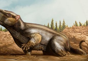 Cambelodon Torreensis, Mamalia Tak Lazim dari Era Dinosaurus