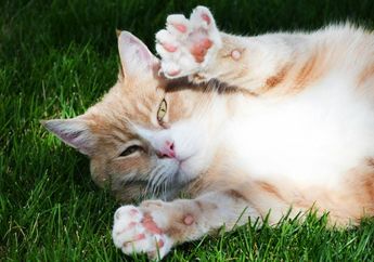 Dunia Hewan: Mengapa Kucing Memiliki Bantalan Kaki?
