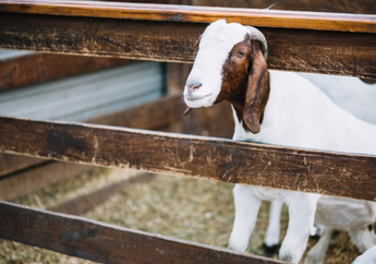 Apakah Boleh Kurban untuk Orang Meninggal? Berikut Penjelasan Lengkap dan Tata Caranya