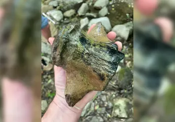 Fosil Mosasaurus hoffmanni, Predator Laut Raksasa Terakhir Zaman Dinosaurus