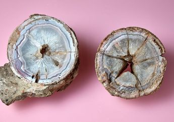 Disimpan 140 Tahun, Batu Akik Ini Ternyata Telur Dinosaurus Titan