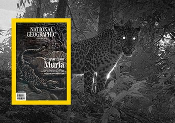 Kala Macan Tutul Jawa Menyerang: Pertanda Gunung Muria Memberang?