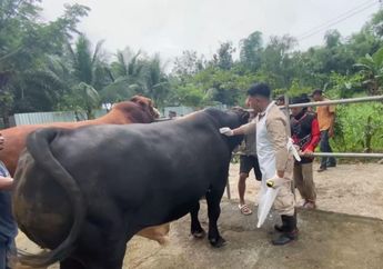 Jelang Idul Adha 2025, Penampakan 7 Sapi Kurban Prabowo Jadi Sorotan, Miliki Nama Unik dan Bobot Fantastis