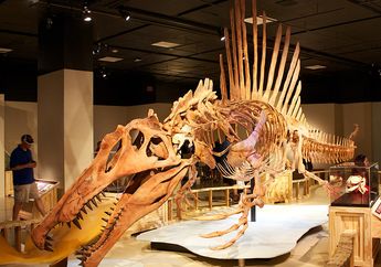 Kameo Jurassic World, Kisah Spinosaurus yang Jadi Misteri Abadi