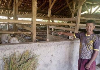Sapi Limousin di Pamulihan Dicuri Jelang Idul Adha, Pemilik Pilih Ikhlaskan Meski Harganya Rp16 Juta
