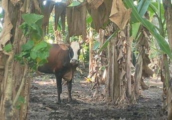 Kronologi Sapi Kurban Ngamuk di Pangandaran, Kabur saat Akan Disembelih sampai Warga Panik Gegara Tak Berhasil Jinakkan