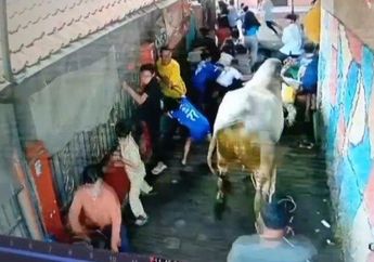 Kronologi Sapi Kurban Ngamuk di Bandung, Seruduk Kerumunan hingga 5 Orang Luka, 1 Patah Tulang