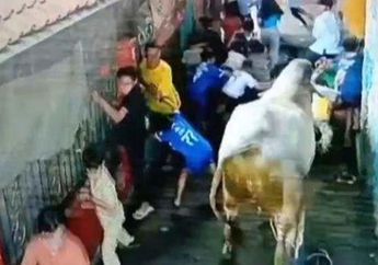 Kronologi Bocah Diseruduk Sapi Kurban hingga Patah Tulang di Bandung, Ternyata Ini Pemicu Awalnya!