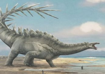 Tengkorak Stegosaurus 150 Juta Tahun yang Mengubah Evolusi Dinosaurus