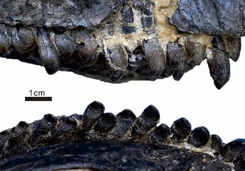Temuan Fosil di Tiongkok Ungkap Spesies Baru Dinosaurus Sauropoda